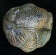 Bumpy, Enrolled Barrandeops (Phacops) Trilobite #11261-2